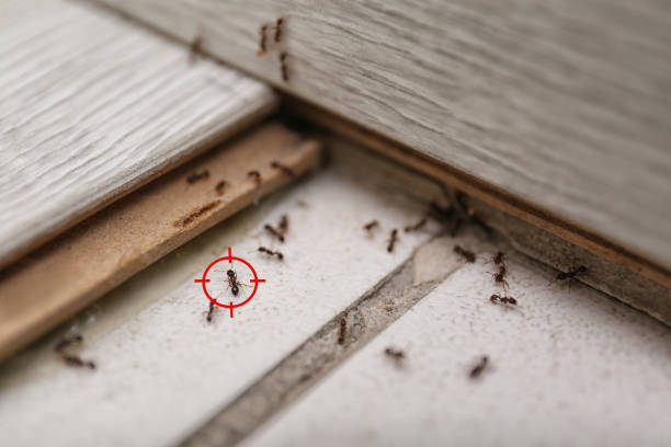 Best Local Pest Control Services  in Hawthorne, CA